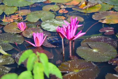 Güzel pembe nilüfer çiçeği