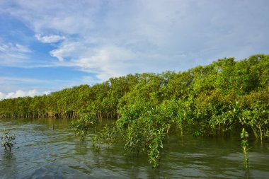 Mavi gökyüzü ile mangrov ormanı ve nehir