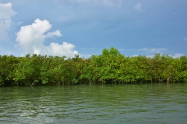 Mangrov ormanındaki mangrov ormanı.