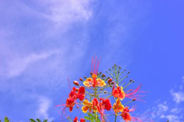 Bahçedeki güzel çiçekler