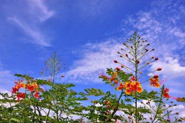 Bahçedeki güzel çiçekler