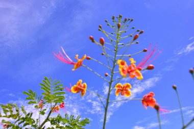 Güzel botanik fotoğrafı, doğal duvar kağıdı.