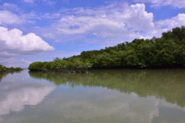 Mavi gökyüzü ve bulutlu mangrov ormanı.