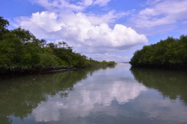 Tayland 'daki Mangrove Ormanı