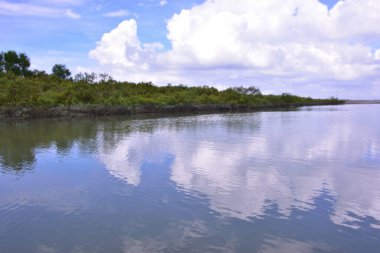 Mangrove Ormanı ve Nehir Sabah