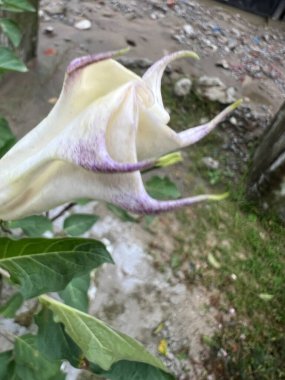 Güzel botanik fotoğrafı, doğal duvar kağıdı.