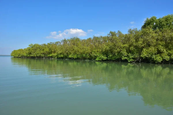 Tropik lagündeki mangrov ağaçları, mangrov ormanları.