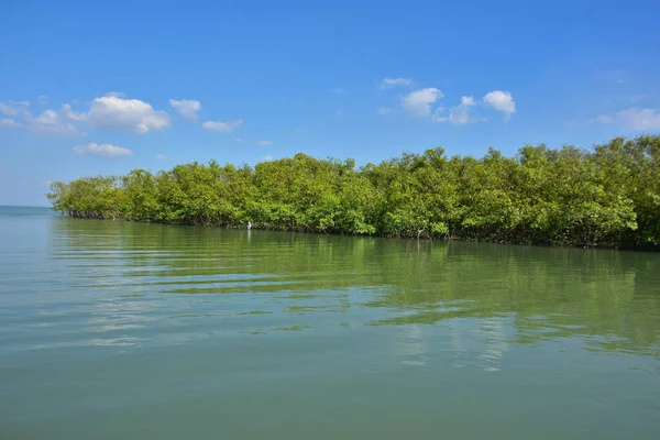 Denizde mangrov ağaçları