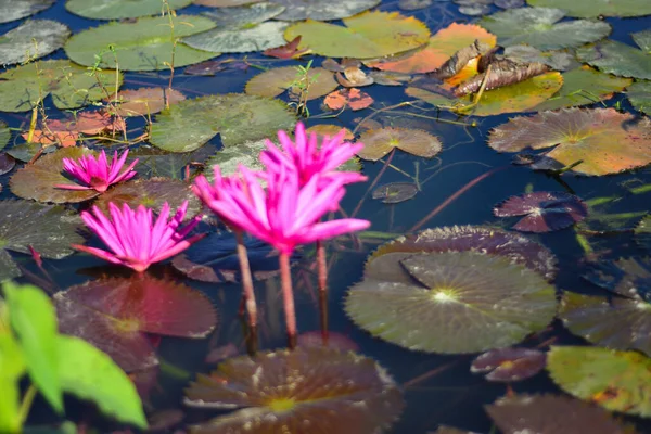 Göletteki güzel nilüfer