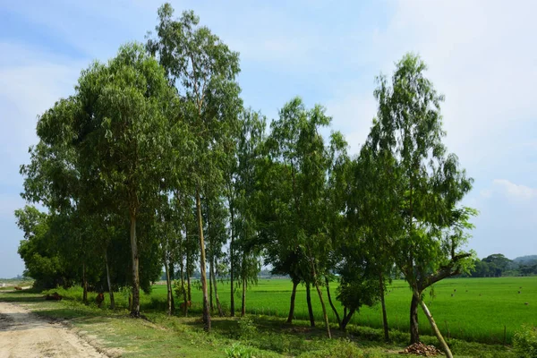 Tayland 'daki pirinç tarlaları