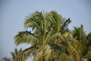 Sahilde palmiye ağaçları