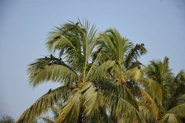 Yeşil yapraklı hindistan cevizi ağacı