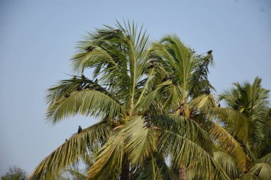 avuç içi mavi gökyüzü