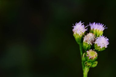 Açık büyüyen renk çiçekler yakın