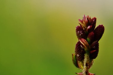 Bahçedeki kırmızı çiçek