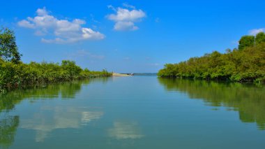 Bengal Körfezi 'nin sakin sularına yansıyan tropik mangrov ormanı parlak güneşli bir gökyüzünün altında..