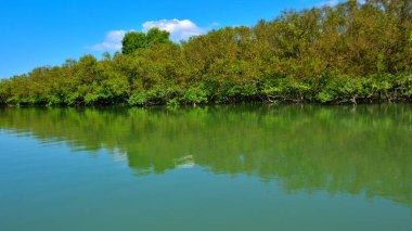 Bengal Körfezi 'nin sakin sularına yansıyan tropik mangrov ormanı parlak güneşli bir gökyüzünün altında..