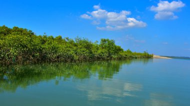 Bengal Körfezi 'nin sakin sularına yansıyan tropik mangrov ormanı parlak güneşli bir gökyüzünün altında..