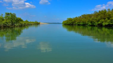 Bengal Körfezi 'nin sakin sularına yansıyan tropik mangrov ormanı parlak güneşli bir gökyüzünün altında..