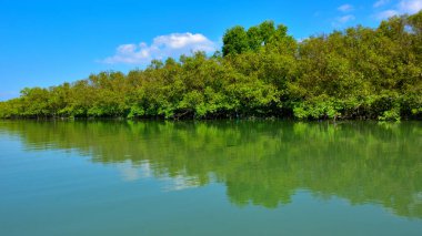 Bengal Körfezi 'nin sakin sularına yansıyan tropik mangrov ormanı parlak güneşli bir gökyüzünün altında..