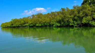 Bengal Körfezi 'nin sakin sularına yansıyan tropik mangrov ormanı parlak güneşli bir gökyüzünün altında..