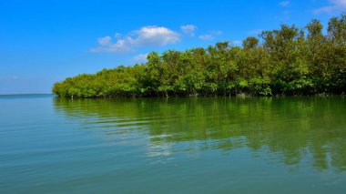 Bakkhali nehrinin güzel manzarası yemyeşil mangrov ormanları ve Bangladeş 'teki Cox' s Bazar 'da mavi gökyüzü..