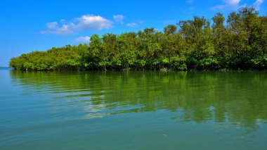 Bengal Körfezi 'nin sakin sularına yansıyan tropik mangrov ormanı parlak güneşli bir gökyüzünün altında..