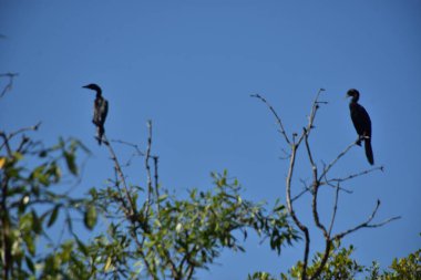 İki Küçük Karabatak (Microcarbo niger), Bangladeş 'teki Cox' s Bazar 'da açık mavi gökyüzüne karşı bir ağaç dalına tünemişti..