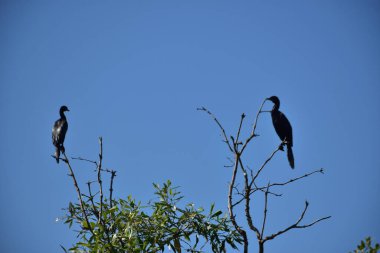 İki Küçük Karabatak (Microcarbo niger), Bangladeş 'teki Cox' s Bazar 'da açık mavi gökyüzüne karşı bir ağaç dalına tünemişti..