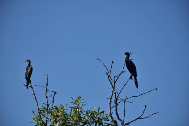 İki Küçük Karabatak (Microcarbo niger), Bangladeş 'teki Cox' s Bazar 'da açık mavi gökyüzüne karşı bir ağaç dalına tünemişti..