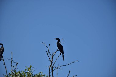 İki Küçük Karabatak (Microcarbo niger), Bangladeş 'teki Cox' s Bazar 'da açık mavi gökyüzüne karşı bir ağaç dalına tünemişti..