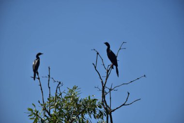 İki Küçük Karabatak (Microcarbo niger), Bangladeş 'teki Cox' s Bazar 'da açık mavi gökyüzüne karşı bir ağaç dalına tünemişti..