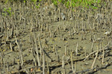 Bangladeş 'teki doğal ortamında özel kökleri ve yusufçuğu gösteren bir mangrov ormanının ekolojik detayları..
