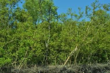 Çamurlu toprakta, üzerinde yusufçuk, Bakkhali nehri, Cox 's Bazar ve Mangrov solunum köklerinin (pneumatophores) yakın çekimi..