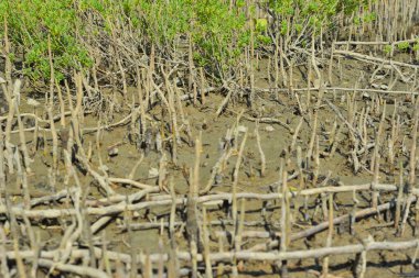 Bangladeş 'teki doğal ortamında özel kökleri ve yusufçuğu gösteren bir mangrov ormanının ekolojik detayları..