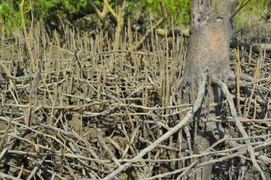 Çamurlu toprakta, üzerinde yusufçuk, Bakkhali nehri, Cox 's Bazar ve Mangrov solunum köklerinin (pneumatophores) yakın çekimi..
