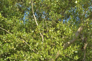 Bangladeş 'teki doğal ortamında özel kökleri ve yusufçuğu gösteren bir mangrov ormanının ekolojik detayları..