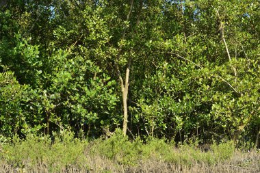Çamurlu toprakta, üzerinde yusufçuk, Bakkhali nehri, Cox 's Bazar ve Mangrov solunum köklerinin (pneumatophores) yakın çekimi..