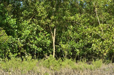 Çamurlu toprakta, üzerinde yusufçuk, Bakkhali nehri, Cox 's Bazar ve Mangrov solunum köklerinin (pneumatophores) yakın çekimi..