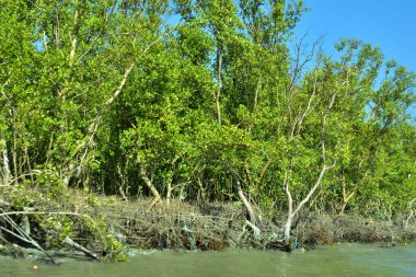 Bir mangrov ormanının köklerinde kapana kısılmış plastik ve politen atık.