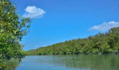 Tropikal bir mangrov ormanının sakin sularını çevreleyen dingin mavi gökyüzü altında dağınık bulutlar..