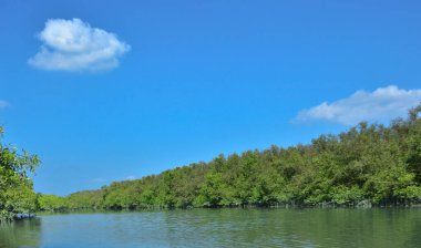 Tropikal bir mangrov ormanının sakin sularını çevreleyen dingin mavi gökyüzü altında dağınık bulutlar..