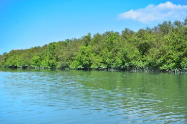 Tropikal bir mangrov ormanının sakin sularını çevreleyen dingin mavi gökyüzü altında dağınık bulutlar..
