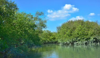 Tropikal bir mangrov ormanının sakin sularını çevreleyen dingin mavi gökyüzü altında dağınık bulutlar..