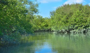 Tropikal bir mangrov ormanının sakin sularını çevreleyen dingin mavi gökyüzü altında dağınık bulutlar..