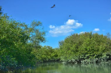 Tropikal bir mangrov ormanının sakin sularını çevreleyen dingin mavi gökyüzü altında dağınık bulutlar..