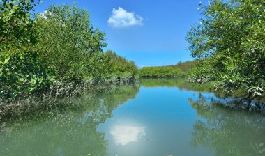 Tropikal bir mangrov ormanının sakin sularını çevreleyen dingin mavi gökyüzü altında dağınık bulutlar..