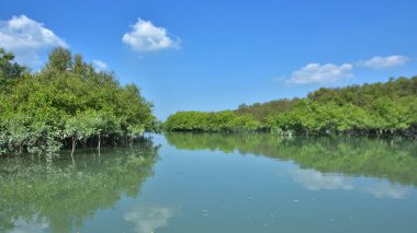 Tropikal bir mangrov ormanının sakin sularını çevreleyen dingin mavi gökyüzü altında dağınık bulutlar..