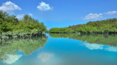 Tropikal bir mangrov ormanının sakin sularını çevreleyen dingin mavi gökyüzü altında dağınık bulutlar..