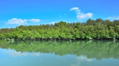 Tropikal bir mangrov ormanının sakin sularını çevreleyen dingin mavi gökyüzü altında dağınık bulutlar..
